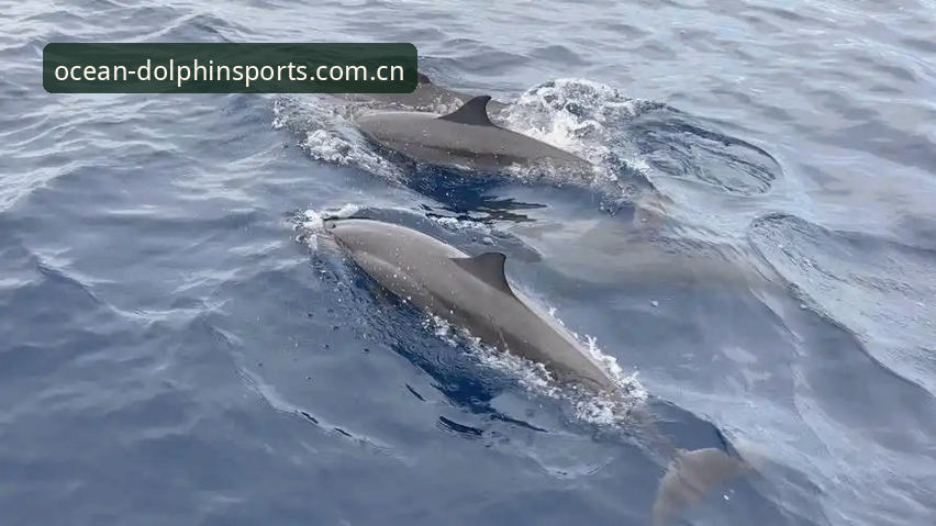 Dolphin Sports APP下载怎么下载？别被“官网”两个字忽悠了，聊聊真正的门道